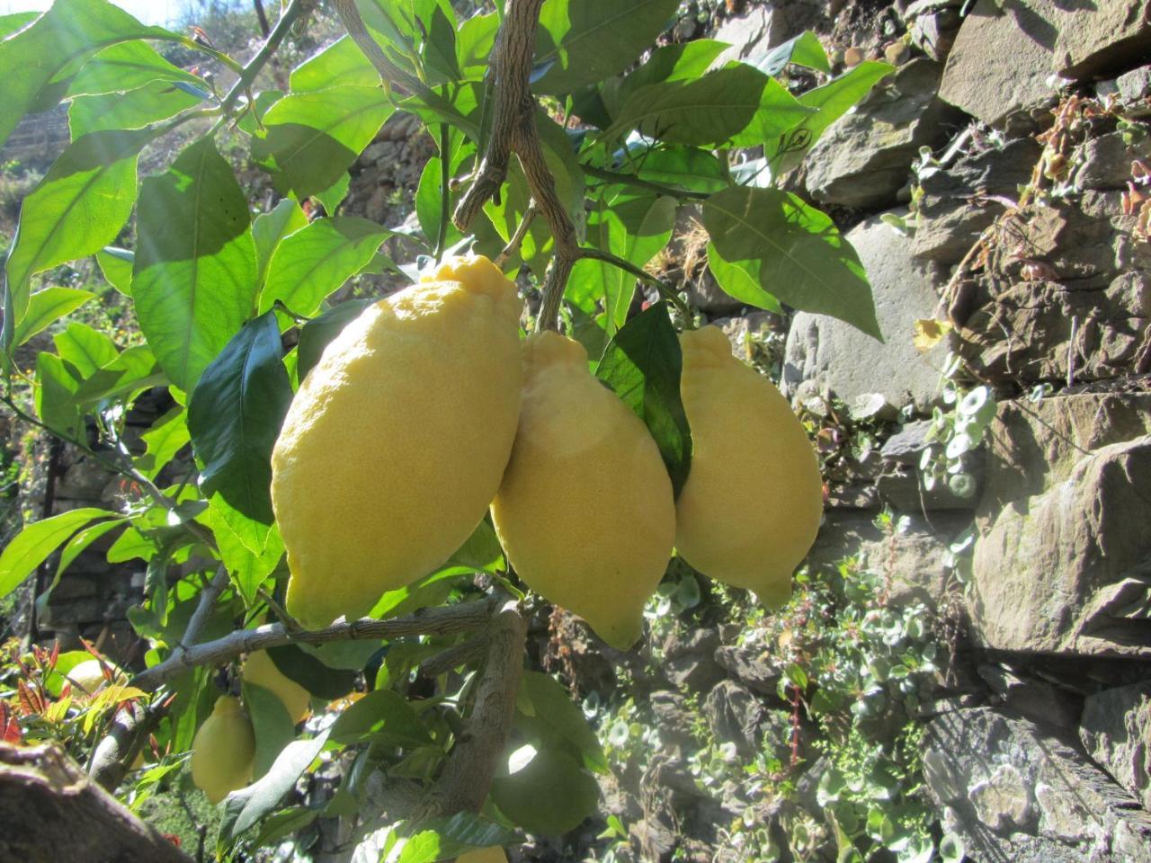 Affittacamere Da Paulin 马纳罗拉 外观 照片